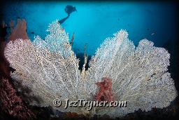 A diver marvels at quite possibly the most beautiful corals in the world at the ridge at Boo island, Raja Ampat, Indonesia, Indian ocean, Asia
