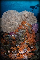 A diver marvels at quite possibly the most beautiful corals in the world at the ridge at Boo island, Raja Ampat, Indonesia, Indian ocean, Asia