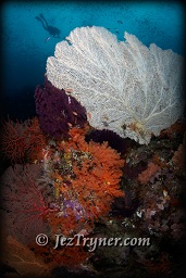 A diver marvels at quite possibly the most beautiful corals in the world at the ridge at Boo island, Raja Ampat, Indonesia, Indian ocean, Asia