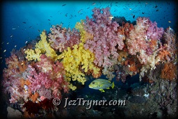 Quite possibly the most beautiful corals in the world are at the ridge at Boo island, Raja Ampat, Indonesia, Indian ocean, Asia
