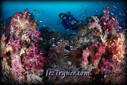 A diver marvels at quite possibly the most beautiful corals in the world at the ridge at Boo island, Raja Ampat, Indonesia, Indian ocean, Asia