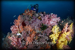 A diver marvels at quite possibly the most beautiful corals in the world at the ridge at Boo island, Raja Ampat, Indonesia, Indian ocean, Asia