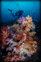 A diver marvels at quite possibly the most beautiful corals in the world at the ridge at Boo island, Raja Ampat, Indonesia, Indian ocean, Asia
