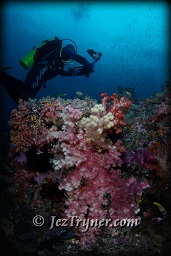 Quite possibly the most beautiful corals in the world are at the ridge at Boo island, Raja Ampat, Indonesia, Indian ocean, Asia