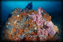 A diver marvels at quite possibly the most beautiful corals in the world at the ridge at Boo island, Raja Ampat, Indonesia, Indian ocean, Asia