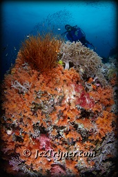 A diver marvels at quite possibly the most beautiful corals in the world at the ridge at Boo island, Raja Ampat, Indonesia, Indian ocean, Asia