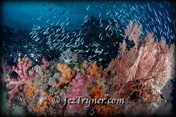 Quite possibly the most beautiful corals in the world are at the ridge at Boo island, Raja Ampat, Indonesia, Indian ocean, Asia