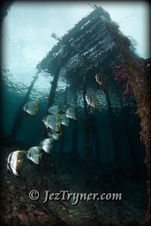 A school of Longfin batfish (Platax tiera) shelter under the pier at Airborek, Dampier strait, Raja Ampat, Indonesia, Indian ocean, Asia