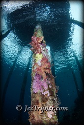 Under the pier at Airborek, Dampier strait, Raja Ampat, Indonesia, Indian ocean, Asia