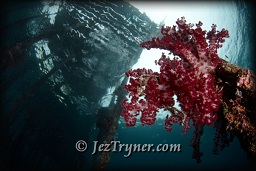The corals growing on the pier at Airbore create a stunning foregroud to any photo here, Dampier strait, Raja Ampat, Indonesia, Indian ocean, Asia