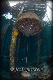 A net to keep the fish alive anchored under the pier at Airborek, Dampier strait, Raja Ampat, Indonesia, Indian ocean, Asia