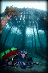 A diver explores the pier at Airborek, Dampier strait, Raja Ampat, Indonesia, Indian ocean, Asia