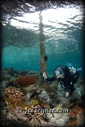 A diver photos in the shallows the coral growth around the pier at Airborek, Dampier strait, Raja Ampat, Indonesia, Indian ocean, Asia