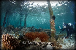 A diver photos in the shallows the coral growth around the pier at Airborek, Dampier strait, Raja Ampat, Indonesia, Indian ocean, Asia