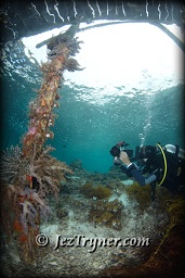 A diver photos in the shallows the coral growth around the pier at Airborek, Dampier strait, Raja Ampat, Indonesia, Indian ocean, Asia