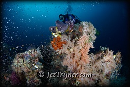 A diver hangs in the current that sweeps over the top of Citrus ridge feed the corals creating one of the best coral area in Raja Ampat, Indonesia, Indian ocean, Asia