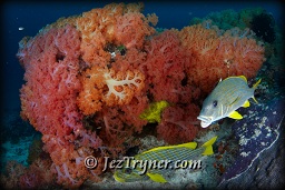 An oblique-banded sweetlips (Plectorhinchus lineatus) and a Yellow ribbon sweetlips (Plectorhinchus polytaenia) hang in the current near some of the best coral area in Raja Ampat, Indonesia, Indian ocean, Asia