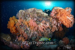 The currents sweeping over the top of Citrus ridge feed the corals creating one of the best coral area in Raja Ampat, Indonesia, Indian ocean, Asia