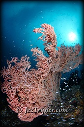 The currents sweeping over the top of Citrus ridge feed the corals creating one of the best coral area in Raja Ampat, Indonesia, Indian ocean, Asia