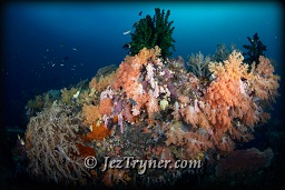 , Citrus ridge, Raja Ampat, Indonesia, Indian ocean, Asia