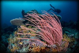 , Citrus ridge, Raja Ampat, Indonesia, Indian ocean, Asia