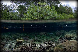 The mangroves at Mangrove ridge, Raja Ampat, Indonesia, Indian ocean, Asia