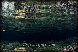 The mangroves at Mangrove ridge, Raja Ampat, Indonesia, Indian ocean, Asia