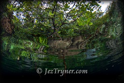 The mangroves at Mangrove ridge, Raja Ampat, Indonesia, Indian ocean, Asia