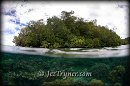 The mangroves at Mangrove ridge, Raja Ampat, Indonesia, Indian ocean, Asia