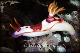 Hypselodoris sp. nudibranch foraging for food, White arrow, Aljui bay, Raja Ampat, Indonesia, Indian ocean, Asia