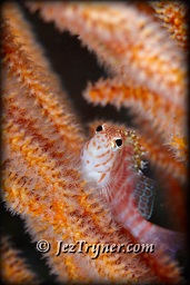 A Spotted / speckled hawkfish (Cirrhitichthys oxycephalus) sheltering in a whip coral, White arrow, Aljui bay, Raja Ampat, Indonesia, Indian ocean, Asia