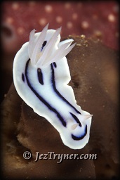 Willan's chromodoris nudibranch (chromodoris willani), White arrow, Aljui bay, Raja Ampat, Indonesia, Indian ocean, Asia