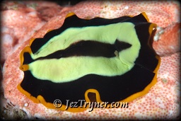 Flatworm (Pseudoceros dimidiatus), White arrow, Aljui bay, Raja Ampat, Indonesia, Indian ocean, Asia