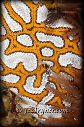 Pretty unidentified corals, White arrow, Aljui bay, Raja Ampat, Indonesia, Indian ocean, Asia