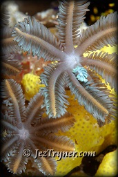 Pretty unidentified corals, White arrow, Aljui bay, Raja Ampat, Indonesia, Indian ocean, Asia