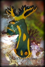 Gabriel's tamja nudibranch (Tamja gabrielae), White arrow, Aljui bay, Raja Ampat, Indonesia, Indian ocean, Asia