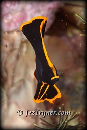 A tiny juvenile pinnate batfish (platax pinnatus) hides amongst the corals, White arrow, Aljui bay, Raja Ampat, Indonesia, Indian ocean, Asia