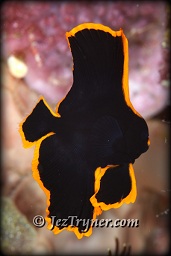 A tiny juvenile pinnate batfish (platax pinnatus) hides amongst the corals, White arrow, Aljui bay, Raja Ampat, Indonesia, Indian ocean, Asia