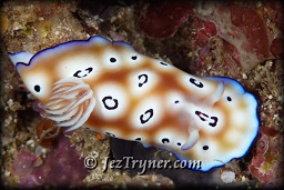 Leopard chromodoris nudibranch (chromodoris leopardus), White arrow, Aljui bay, Raja Ampat, Indonesia, Indian ocean, Asia