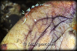 Indian phidiana nudibranch (phidiana indica) on a Golden sea squirt (polycarpa aurata), White arrow, Aljui bay, Raja Ampat, Indonesia, Indian ocean, Asia