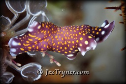 An unidentified flatworm (Pseudoceros sp.), Channel island, Aljui bay, Raja Ampat, Indonesia, Indian ocean, Asia