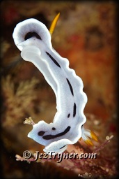 Diana's chromodoris nudibranch (chromodoris dianae) eating a coral, Channel island, Aljui bay, Raja Ampat, Indonesia, Indian ocean, Asia