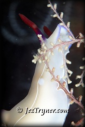 Hypselodoris bullocki nudibranch foraging for food, Channel island, Aljui bay, Raja Ampat, Indonesia, Indian ocean, Asia