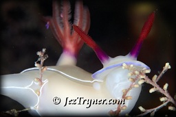 Hypselodoris bullocki nudibranch foraging for food, Channel island, Aljui bay, Raja Ampat, Indonesia, Indian ocean, Asia