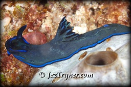 Morose tambja nudibranch (tambja morosa), Channel island, Aljui bay, Raja Ampat, Indonesia, Indian ocean, Asia