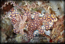 Ceratasoma sinuatum nudibranch, Channel island, Aljui bay, Raja Ampat, Indonesia, Indian ocean, Asia