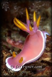 Bullocks hypselodoris nudibranch (Hypselodoiris bullockii), Channel island, Aljui bay, Raja Ampat, Indonesia, Indian ocean, Asia