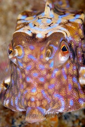 Thornback cowfish (lactoria fornasina) curious about the camera port, Cannibal rock, Rinca island, Komodo national park, Indian ocean,  Asia