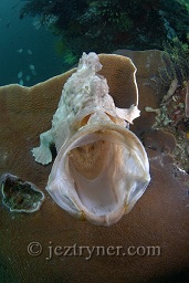 A giant frogfish (Antennarius commersoni) in an open mouthed threat display, Cannibal rock ,Rinca island, Flores sea, Indian Ocean, Indonesia, Asia