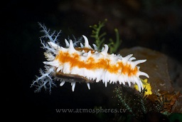 White Robust sea cucumber (Colochirus robustus) , Cannibal rock, Rinca island, Komodo national park, Indian ocean,  Asia